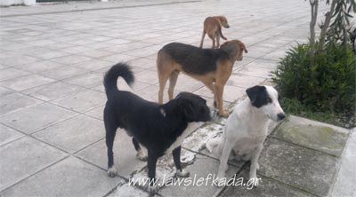 lefkada-news